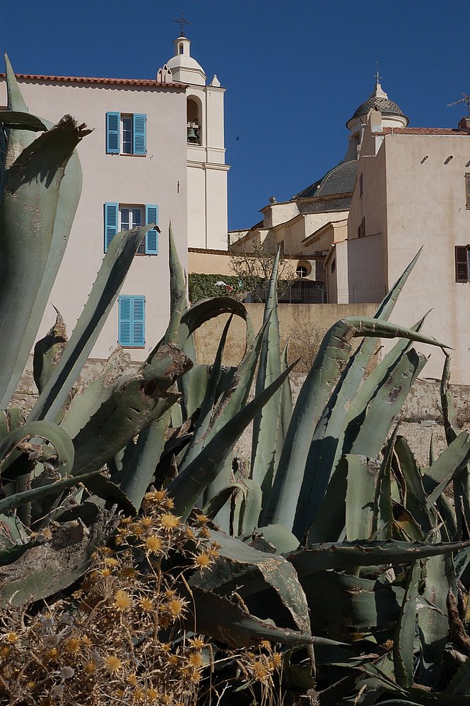 Calvi, Blick zur Zitadelle.JPG